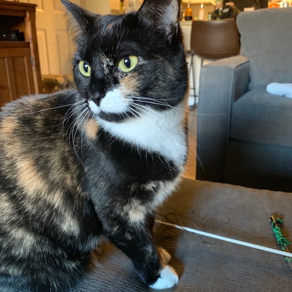 Meet your Posher, Marlee - Picture 4 of 7